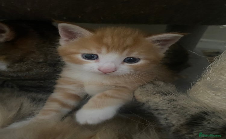 American Shorthair cats - Advert 8