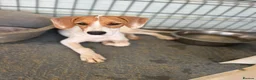 Mixed Breed dogs for adoption: Cute Hector - Advert 16