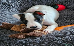 Jack Russell dogs for sale: Stunning Jack Russell Pup for sale! in Rhayader - Image 2
