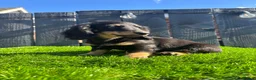 Miniature Dachshund dogs for sale: 🐾KC registered miniature dashunds now reduced 🐾 - Advert 7