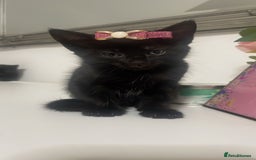 British Shorthair cats for sale: British Shorthair Kittens for sale  - Image 17
