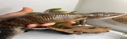 Skink reptiles for sale: Irian Jaya blue tongue skink  - Advert 8
