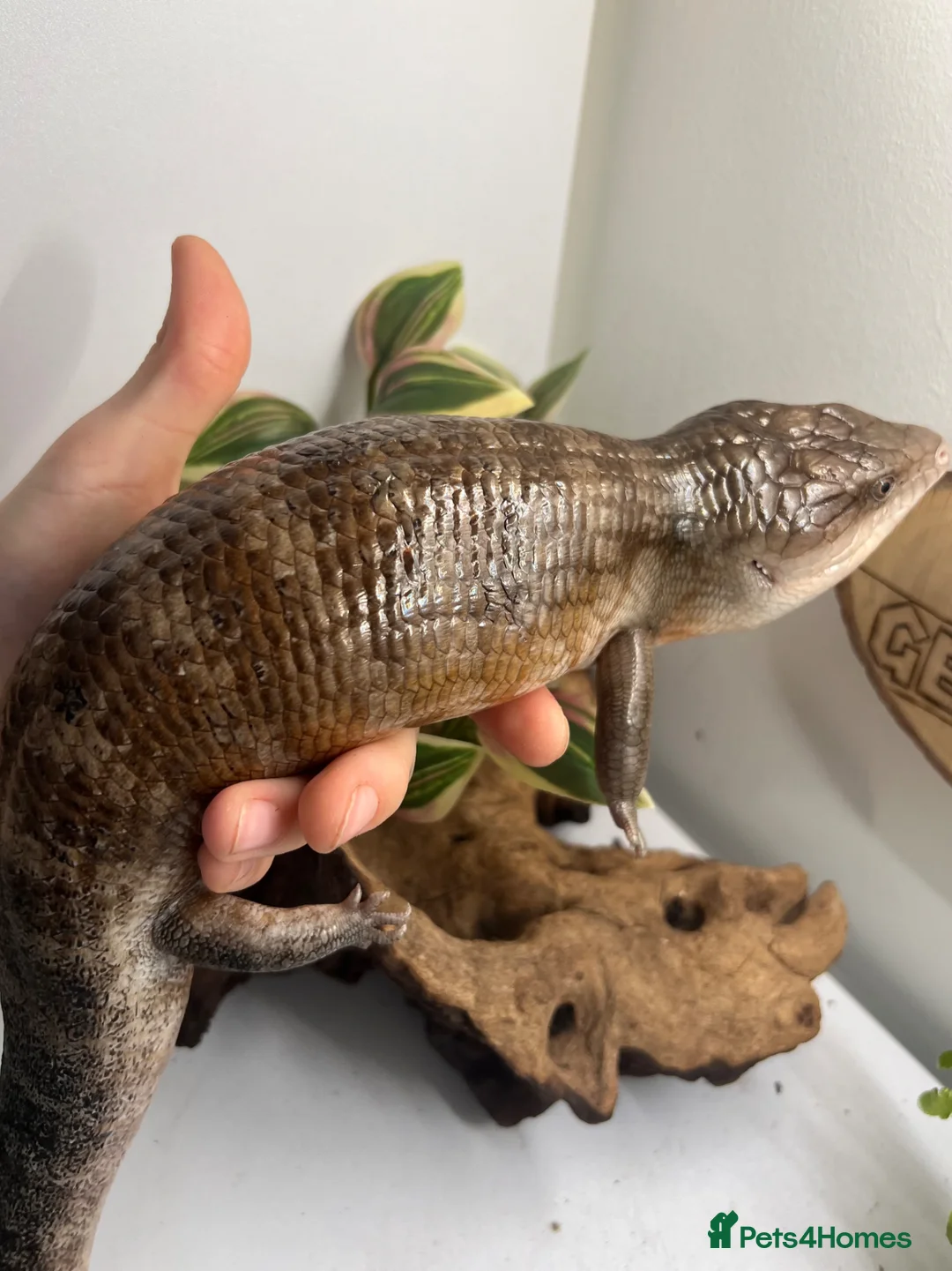 Skink reptiles for sale: Irian Jaya blue tongue skink  - Advert 8