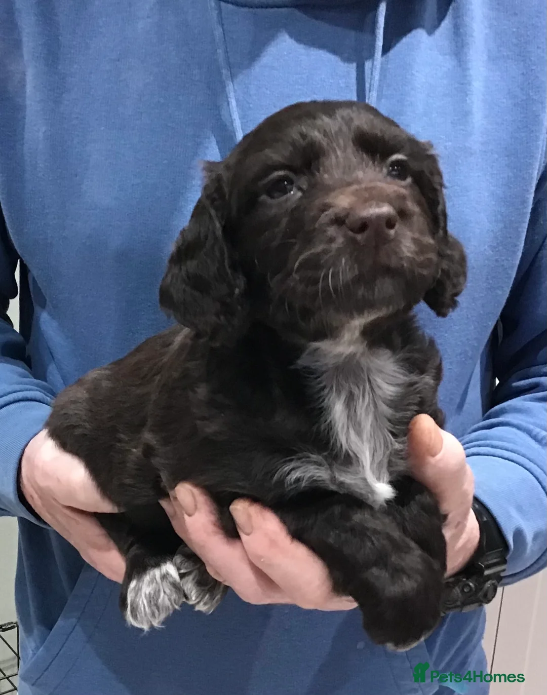 Cocker Spaniel dogs for sale: ABSOLUTELY STUNNING COCKER SPANIEL PUPPIES  - Advert 18