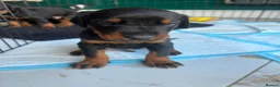 Dobermann dogs for sale: ABSOLUTELY STUNNING DOBERMAN PUPPIES FOR SALE in Boston - Advert 14