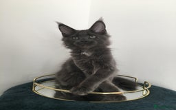 Maine Coon cats for sale: Mainecoons kittens Xl pedigree - Image 10