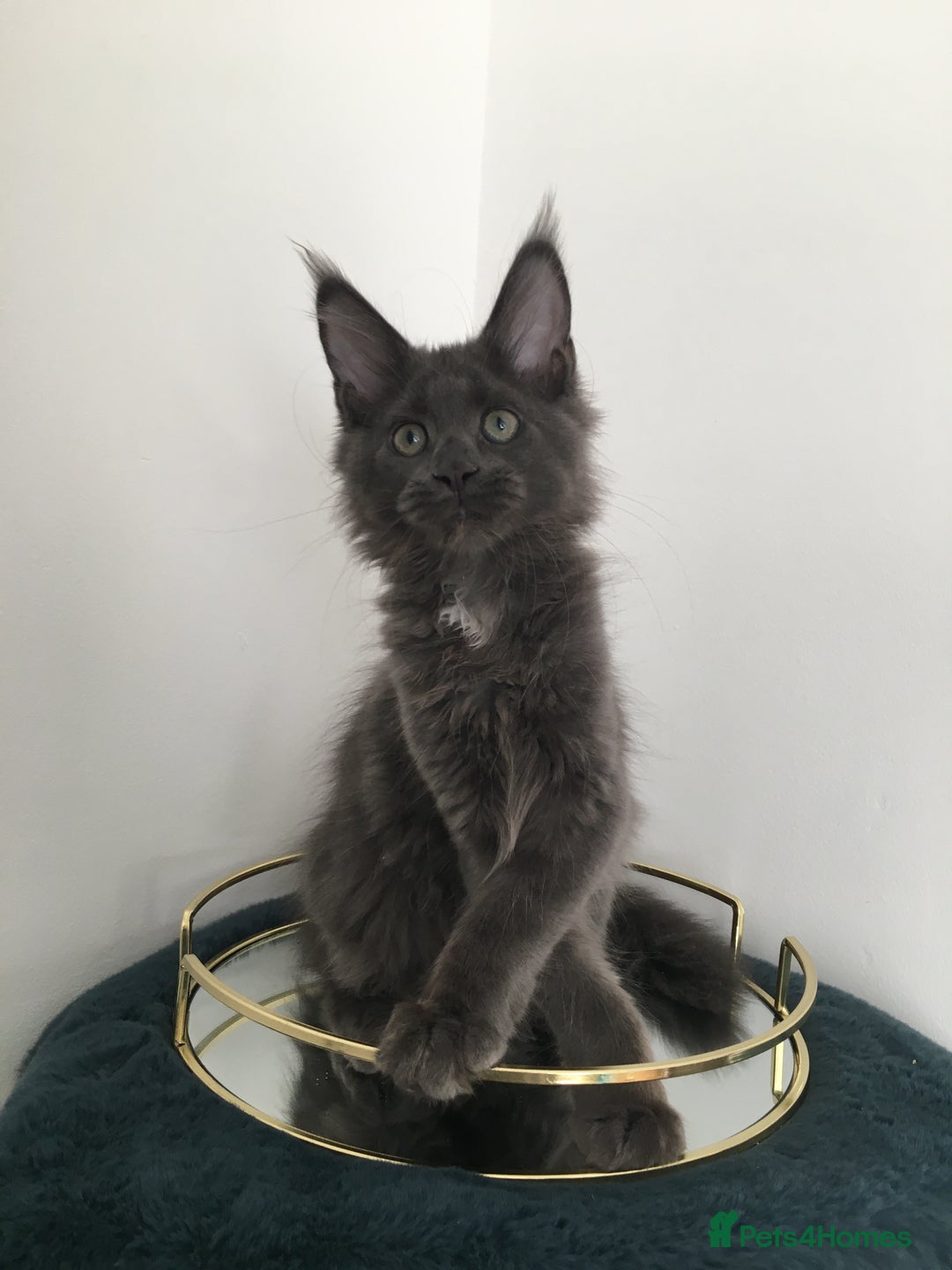 Maine Coon cats for sale: Mainecoons kittens Xl pedigree - Image 10