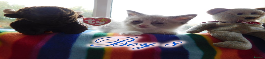 Ragdoll Kitten 8