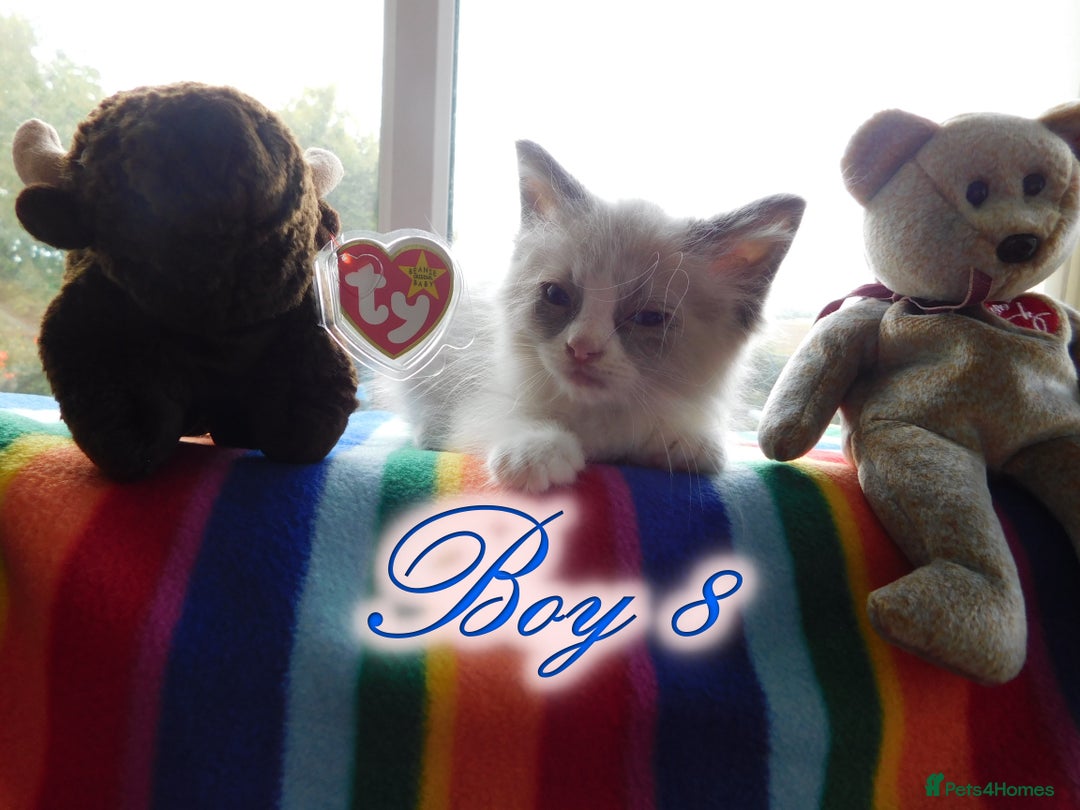 Ragdoll cats for sale: Stunning Ragdoll Kittens.... READY NOW - Image 8