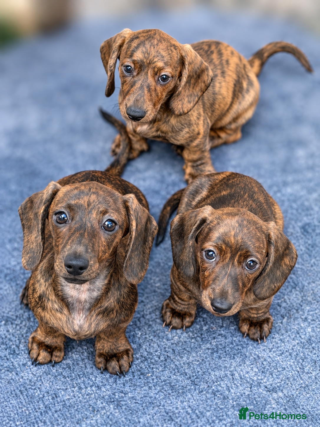 Miniature Dachshund dogs Beautiful brindle mini dachshunds  - Advert 5