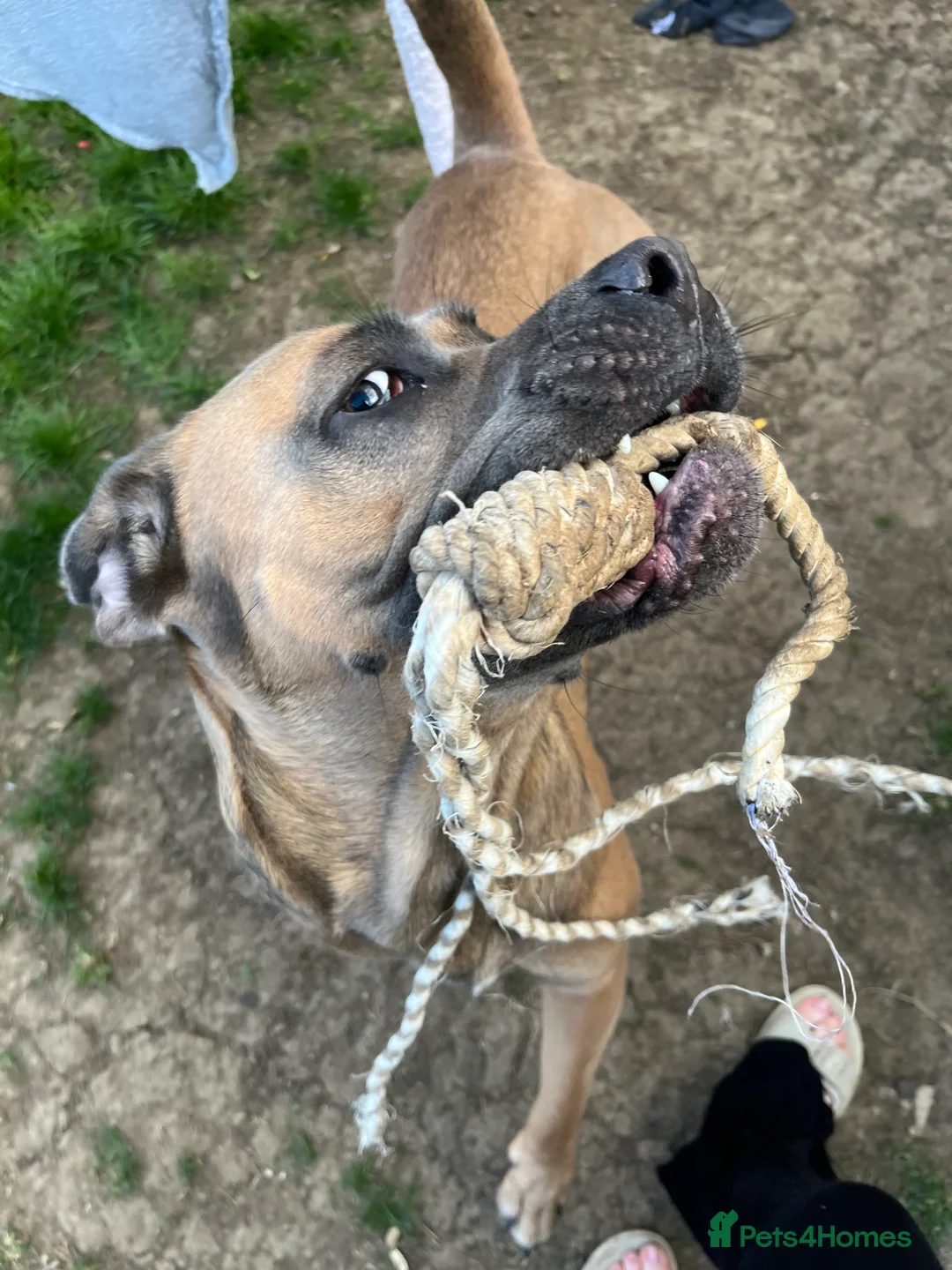 Cane Corso dogs for sale: Cane corso for rehoming - Advert 3