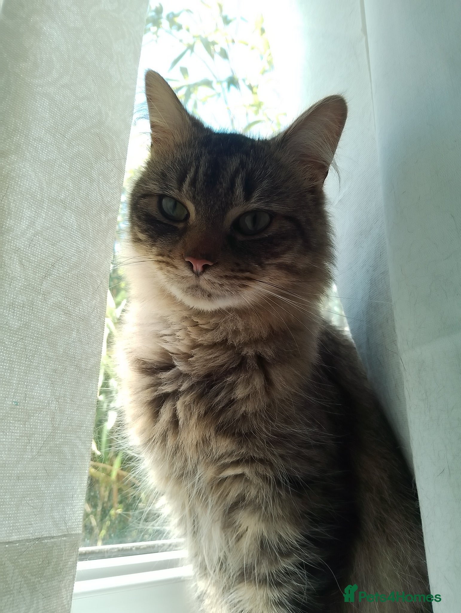 Maine Coon cats 1 yr old Maine coon male - Advert 1