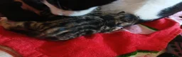 Mixed Breed cats for sale: Beautiful kittens looking for there forever home - Advert 5