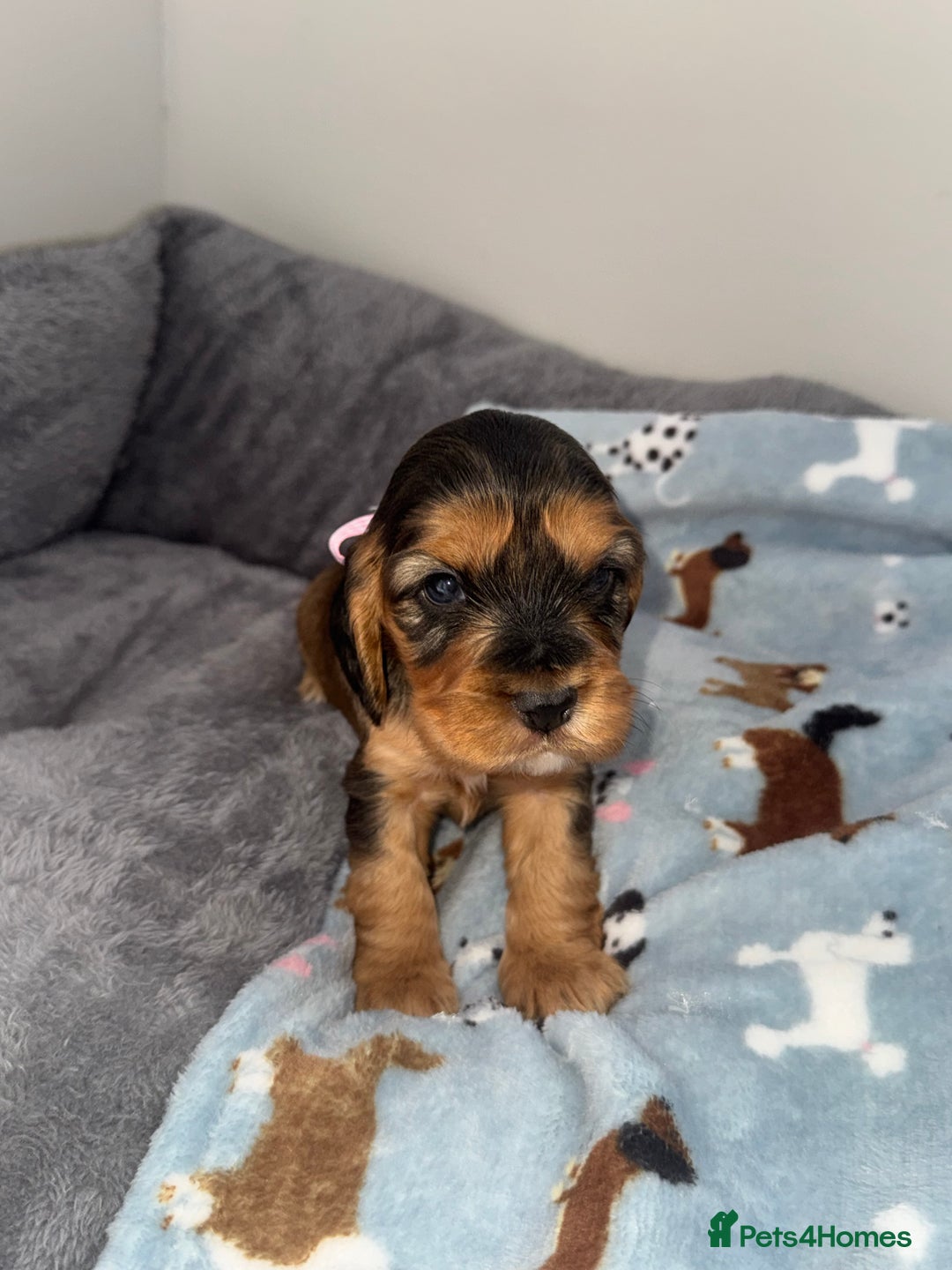 Cocker Spaniel dogs for sale: Beautiful show type cocker spaniel puppies  - Image 9