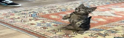 Mixed Breed cats for sale: Black tabby girl in Malmesbury - Advert 2