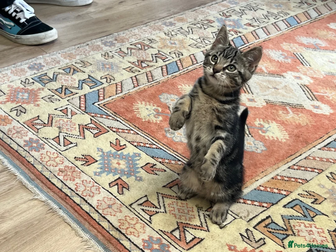 Mixed Breed cats for sale: Black tabby girl in Malmesbury - Advert 2
