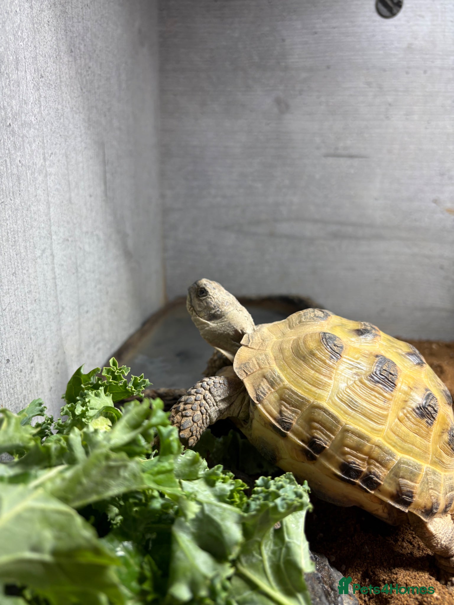 Tortoise reptiles for sale: Horse field tortoise  - Advert 2