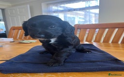 Cocker Spaniel dogs for sale: Adorable cocker spaniel puppies  - Image 24
