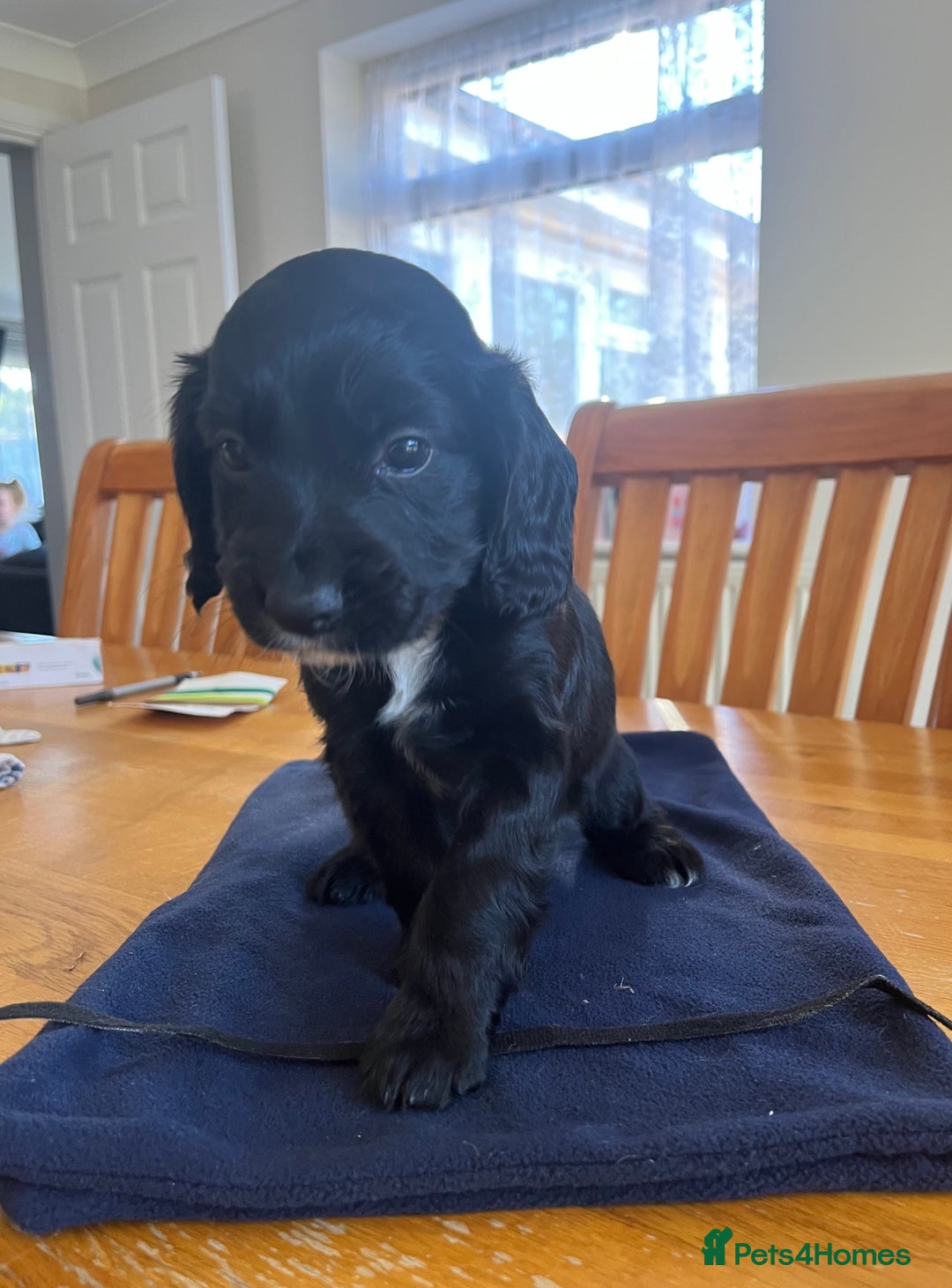 Cocker Spaniel dogs for sale: Adorable cocker spaniel puppies  - Image 24
