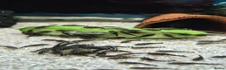 Plecos fish for sale: Brisal nose plecs  - Advert 1