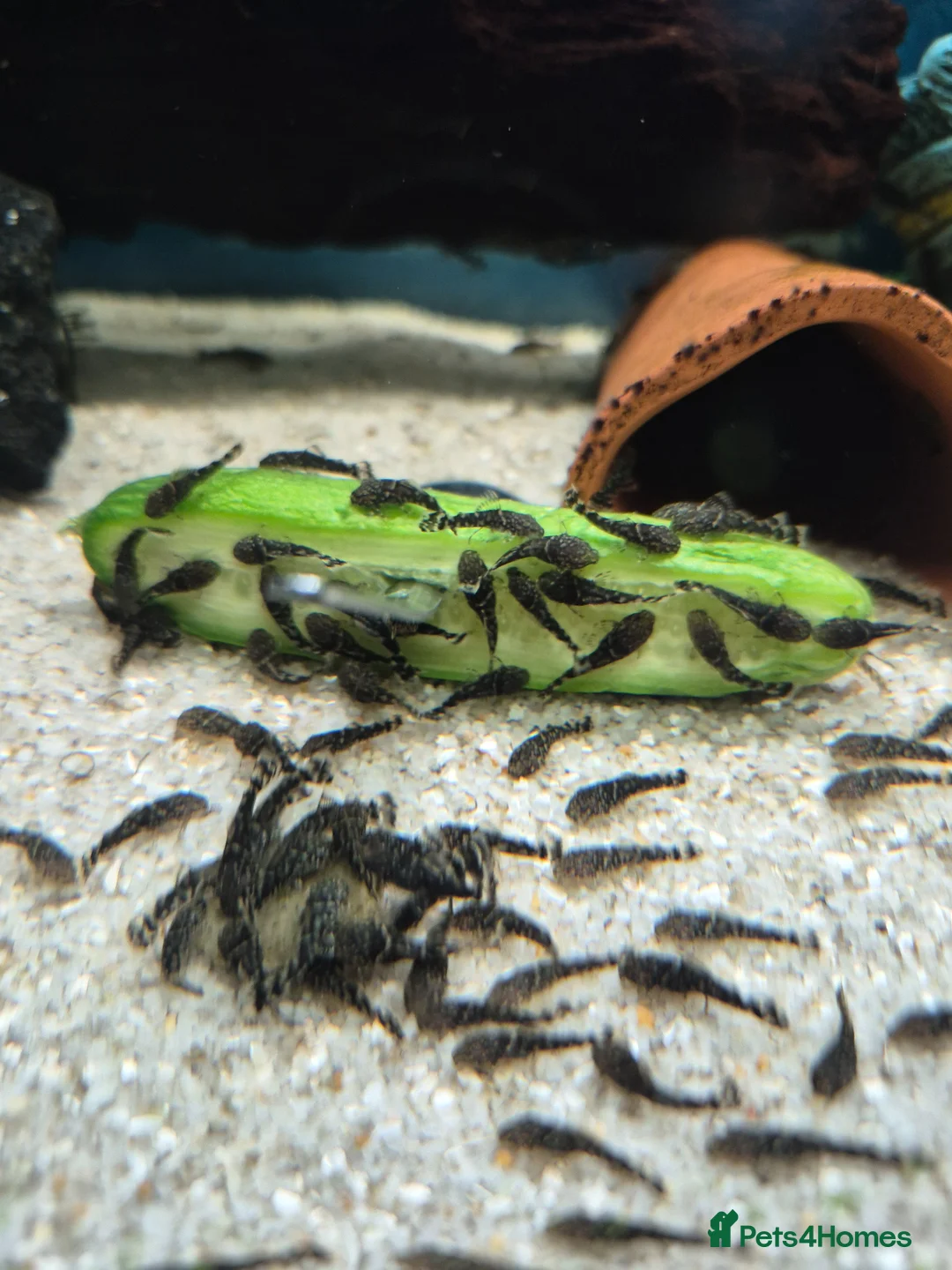 Plecos fish for sale: Brisal nose plecs  - Advert 1