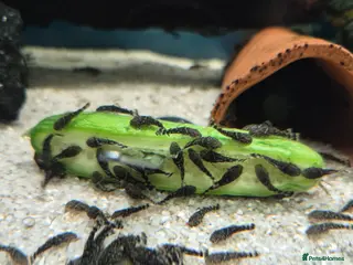 Plecos fish Brisal nose plecs - Advert 2