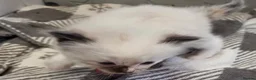 Ragdoll cats for sale: 2 Beautiful Ragdoll Kittens - Advert 9