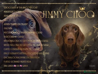 Miniature Dachshund dogs in Grays - Advert 9