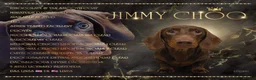 Miniature Dachshund dogs for stud: STUNNING MINIATURE DACHSHUND AVAILABLE AT STUD in Grays - Advert 1