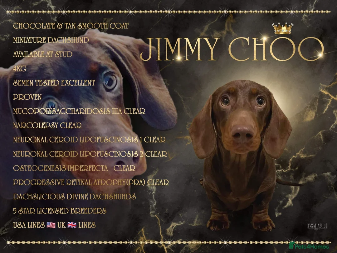 Miniature Dachshund dogs for stud: STUNNING MINIATURE DACHSHUND AVAILABLE AT STUD in Grays - Advert 1