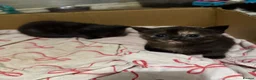 Mixed Breed cats for sale: 4 stunning kittens  - Advert 3