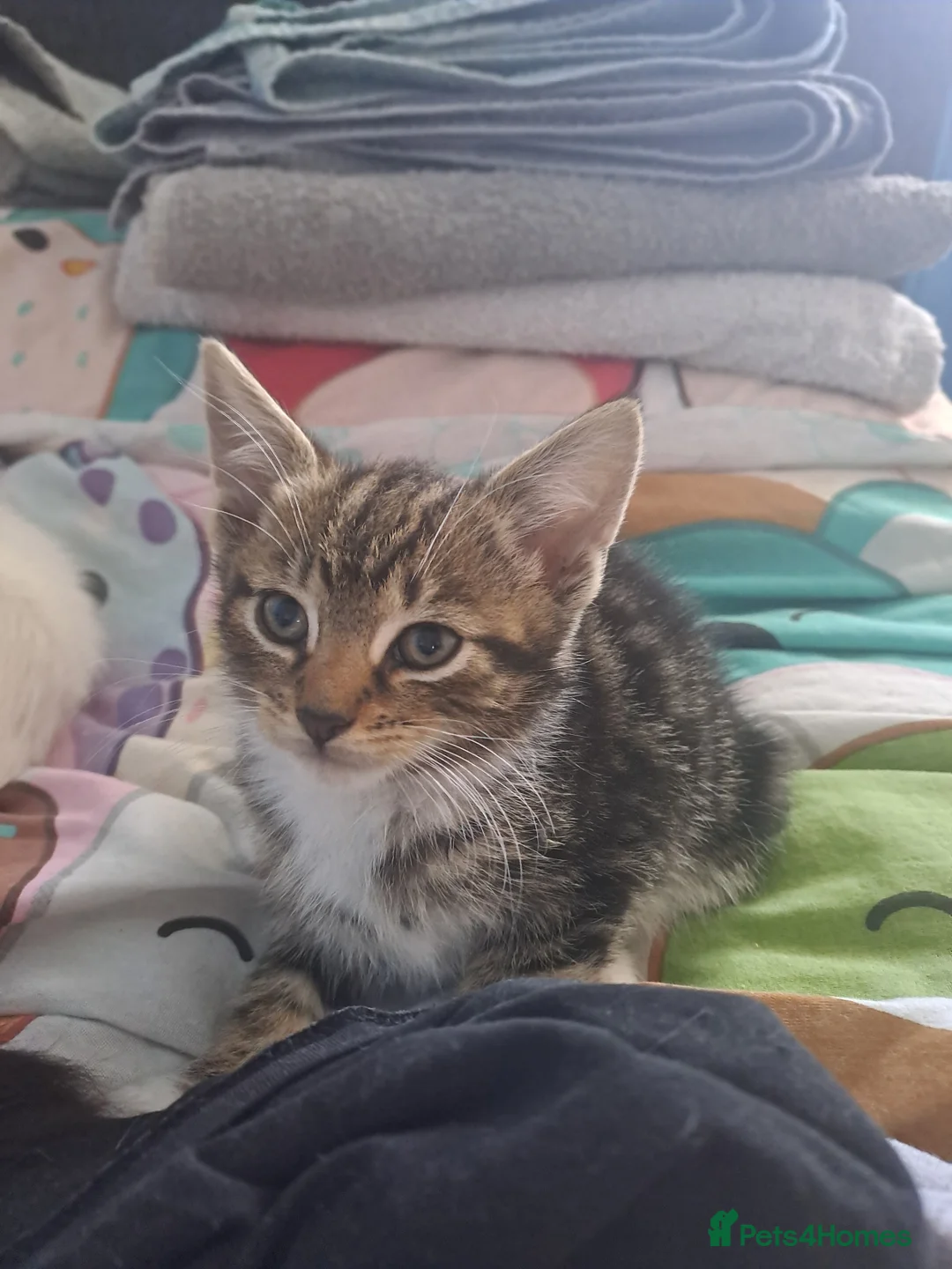 Mixed Breed cats for sale: Adorable kittens 8 weeks old ready now  - Advert 15