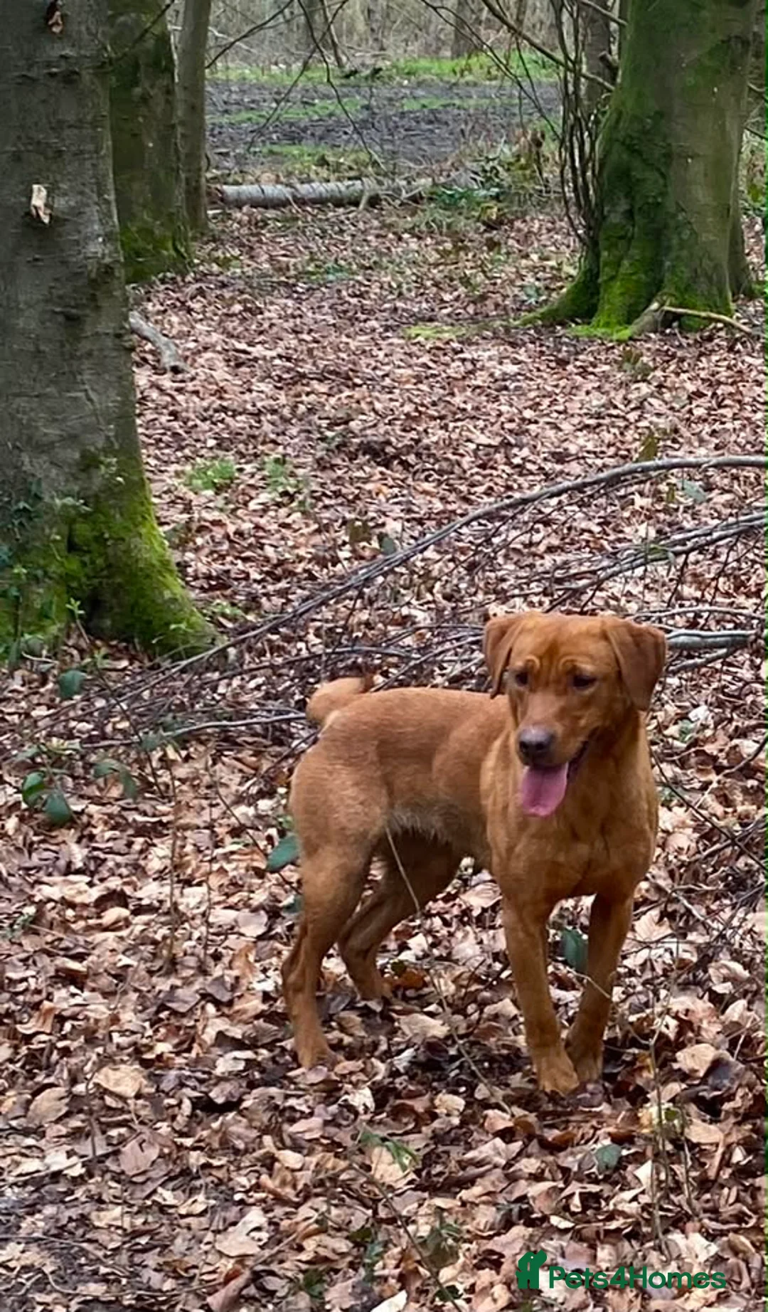 Labrador Retriever dogs for sale: Working Labrador - Advert 1