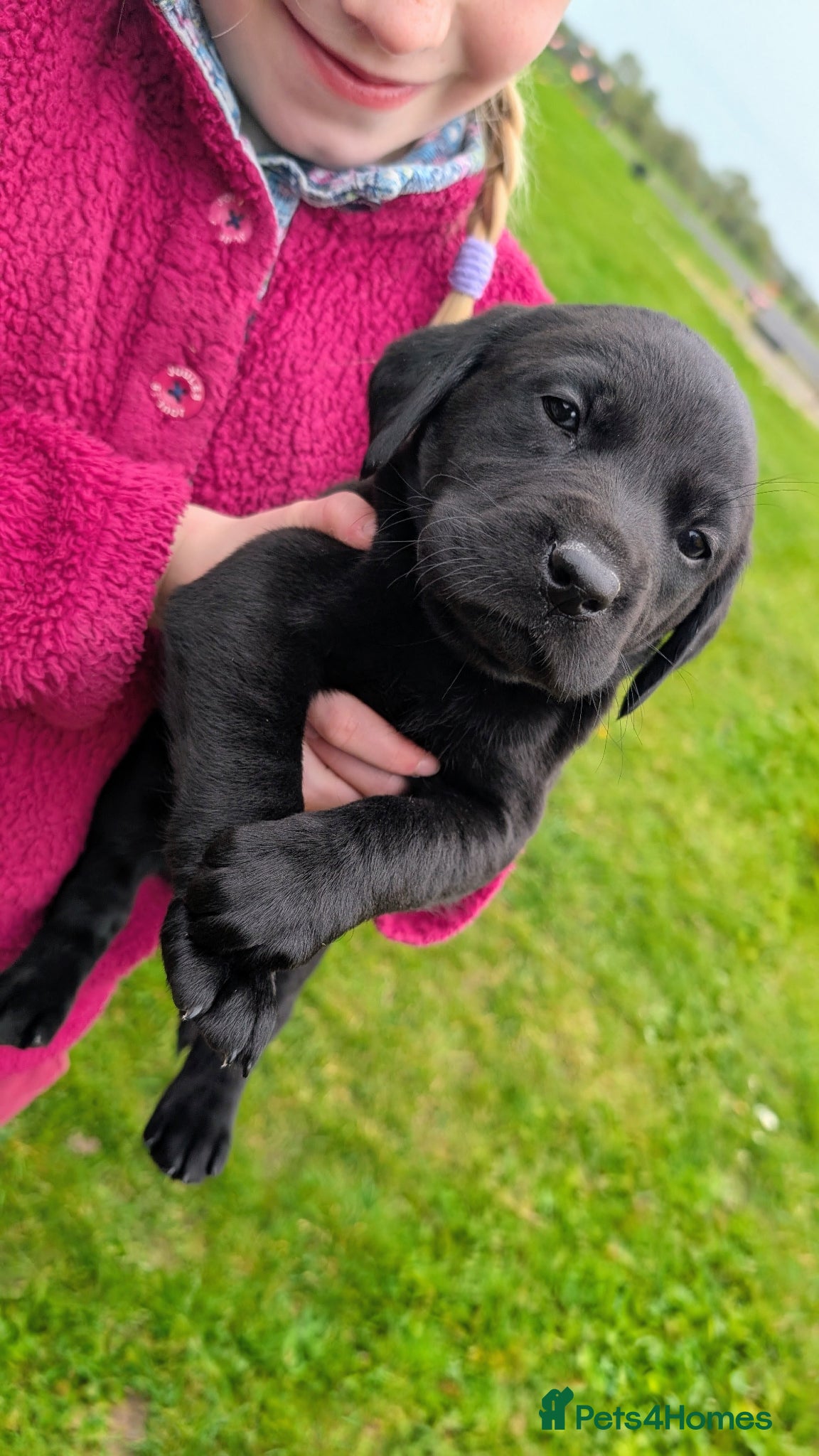 Labrador Retriever dogs Last RKC Black Puppy - Ready Now   - Advert 15