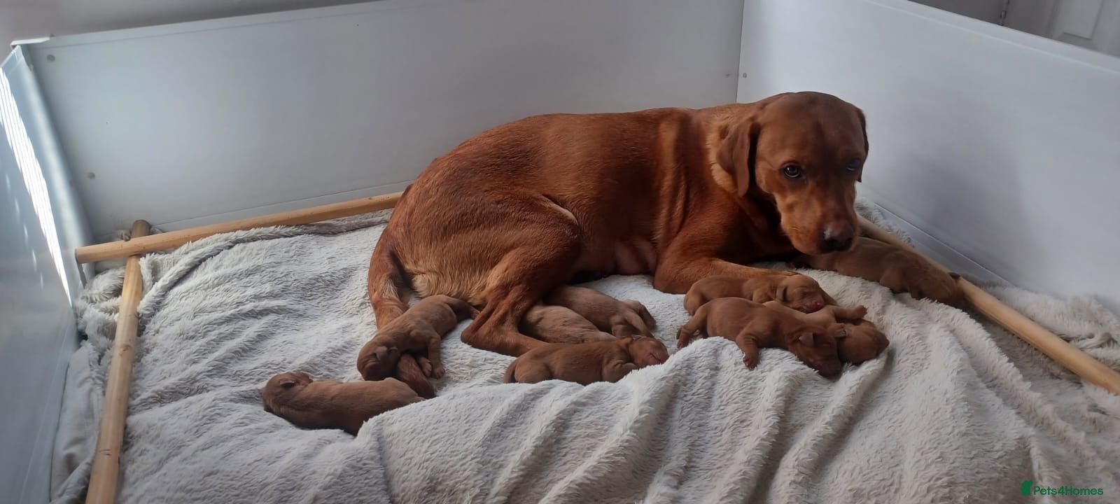 Labrador Retriever dogs Red Labrador  - Advert 1