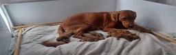 Labrador Retriever dogs for sale: Red Labrador  - Advert 1
