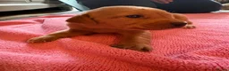 Labrador Retriever dogs for sale: Gorgeous fox red/ black kc Labrador puppies 🐶  - Advert 1