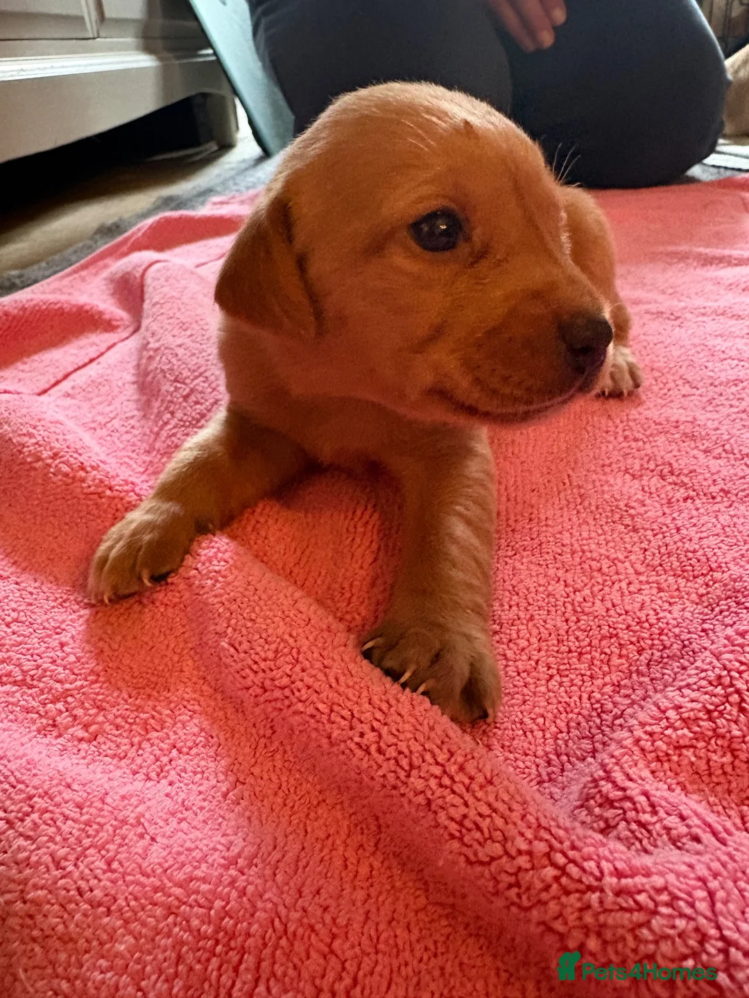 Labrador Retriever dogs for sale: Gorgeous fox red/ black kc Labrador puppies 🐶  - Advert 1
