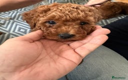 Mixed Breed dogs for sale: Poochon x Maltipoo puppies - Image 15