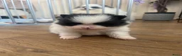 Pomeranian dogs for sale: Beautiful black and white Pomeranian girl  - Advert 6