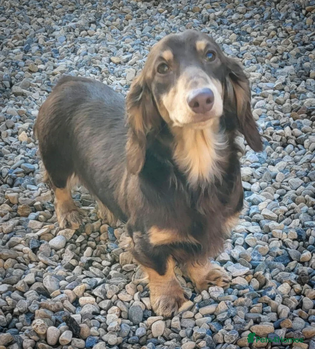 Miniature Dachshund dogs for sale: Beautiful long hair miniature dachshund pups - Advert 8