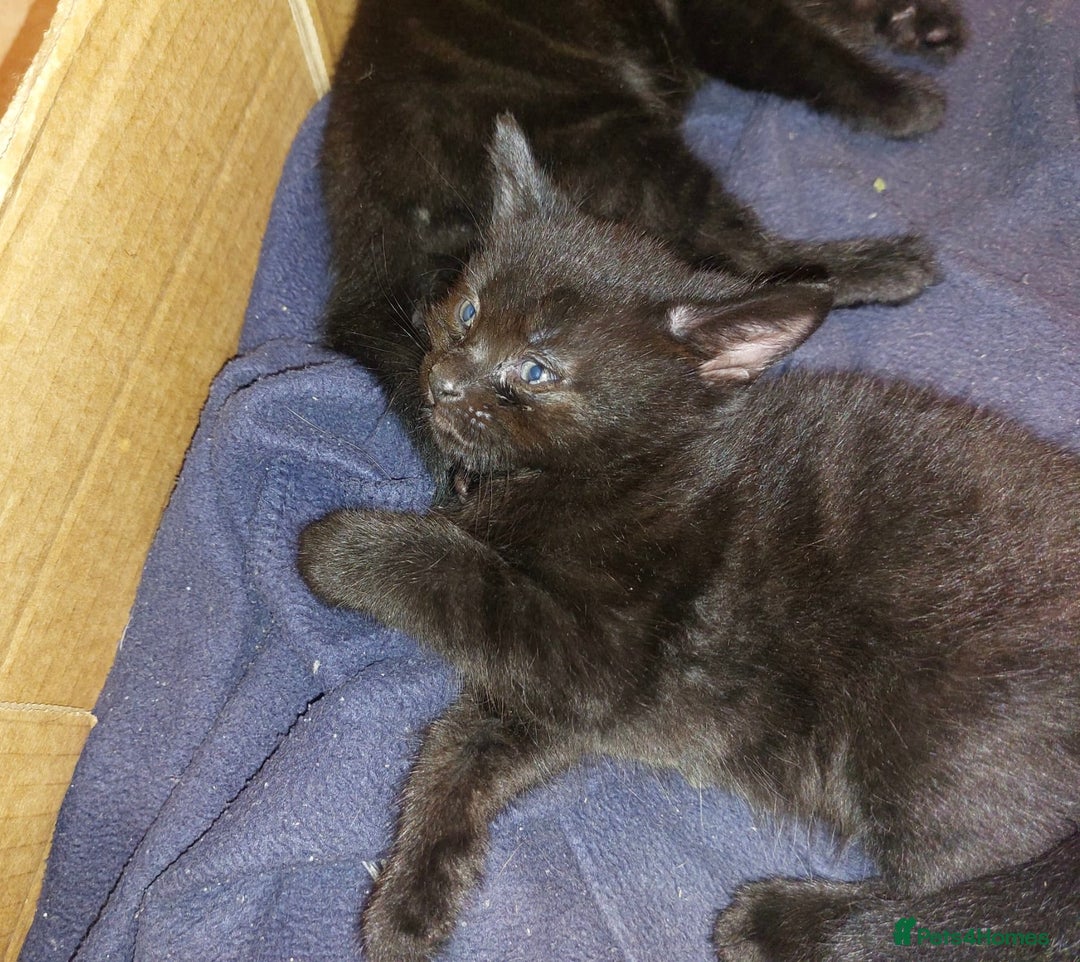 Domestic Shorthair cats for sale: Kittens & mother cat for sale - Image 2