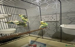 Budgerigars birds for sale: Budgies for sale - £15 each clearance - Image 2