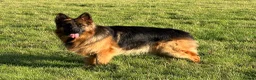 German Shepherd dogs for sale: Exceptional 4 ½ -month-old Black Sable long coat - Advert 2