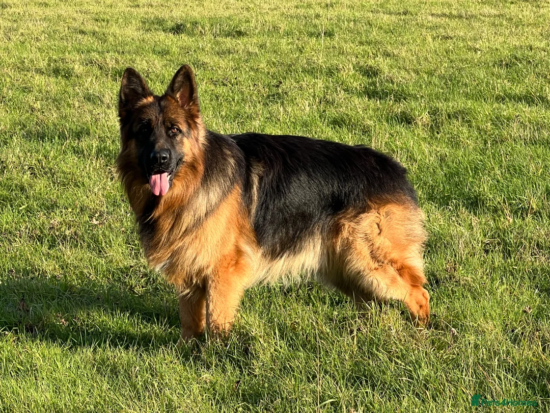 German Shepherd dogs for sale: Exceptional 4 ½ -month-old Black Sable long coat - Advert 2
