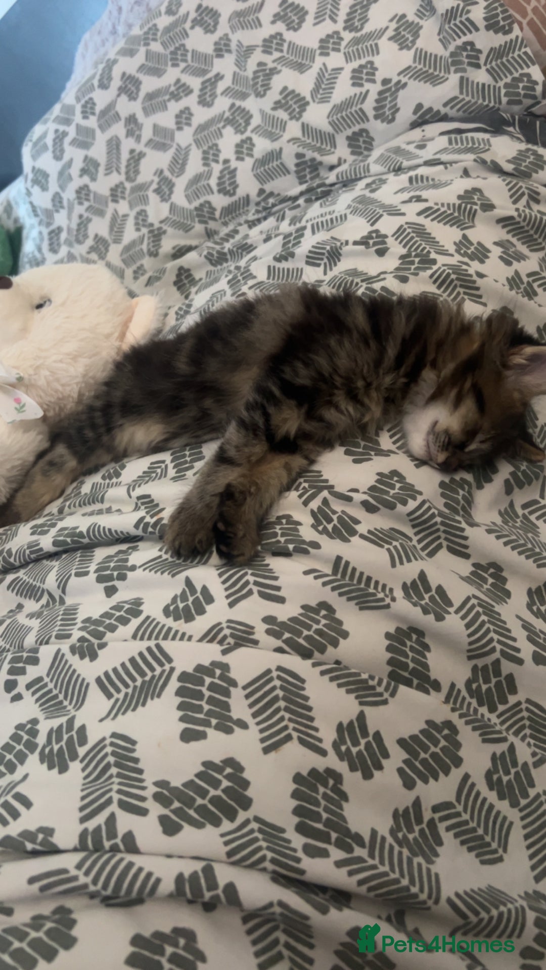 Domestic Shorthair cats for sale: 2 kittens for sale  - Image 7