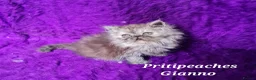 Persian cats for sale: Gccf Registered Persian Kittens  - Advert 16