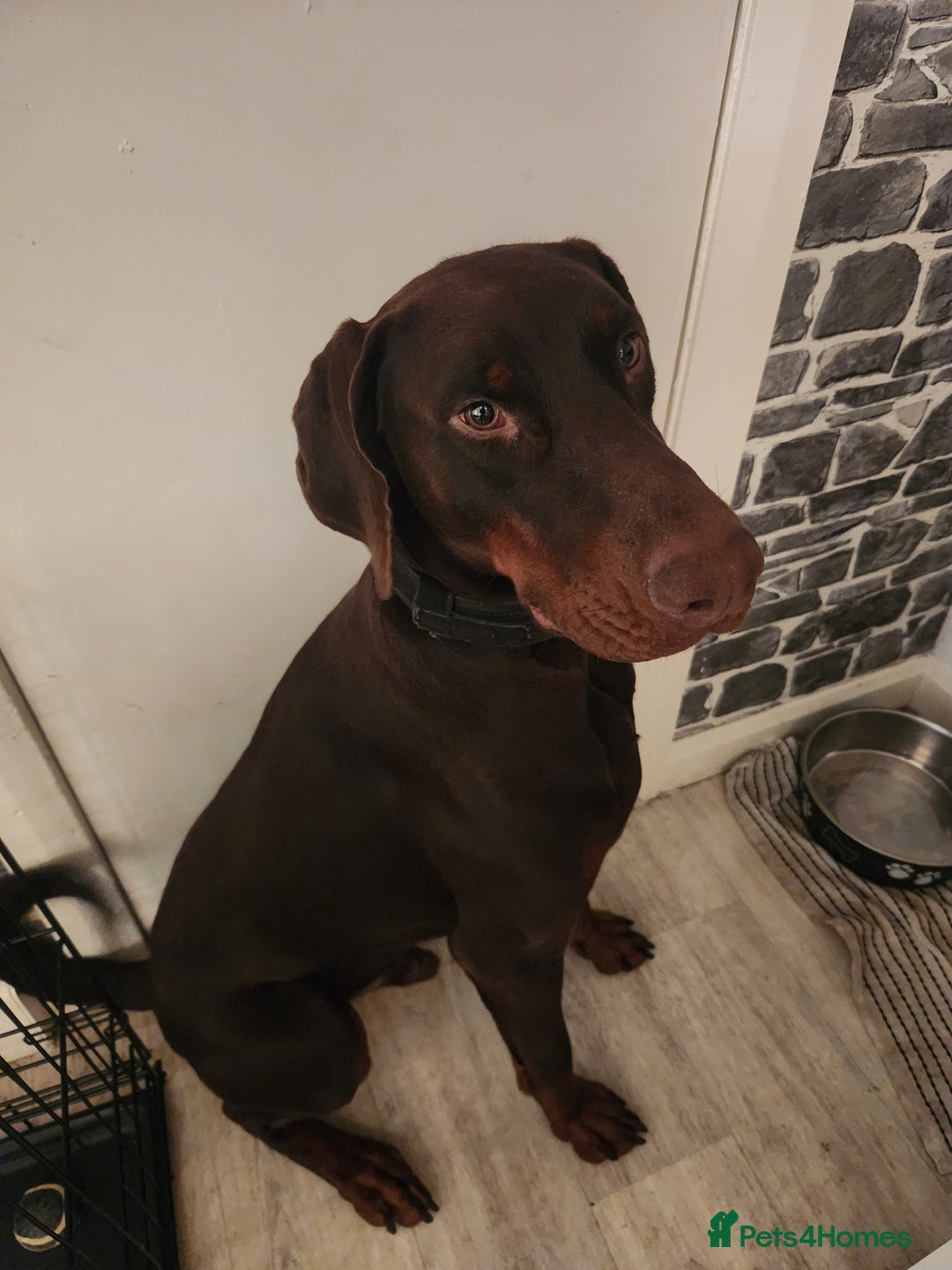 Dobermann dogs for sale: Dobermann  - Advert 1