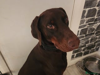 Dobermann dogs Dobermann - Advert 1