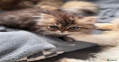 Persian cats Pedigree Persian Teddy Boy Golden Coat - Advert 3